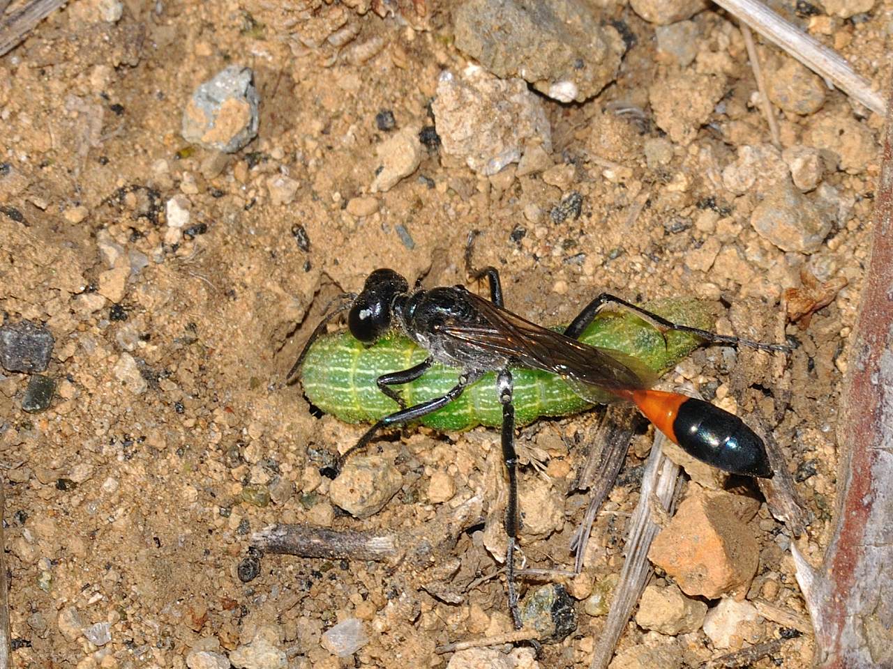 Ammophila sabulosa predazione